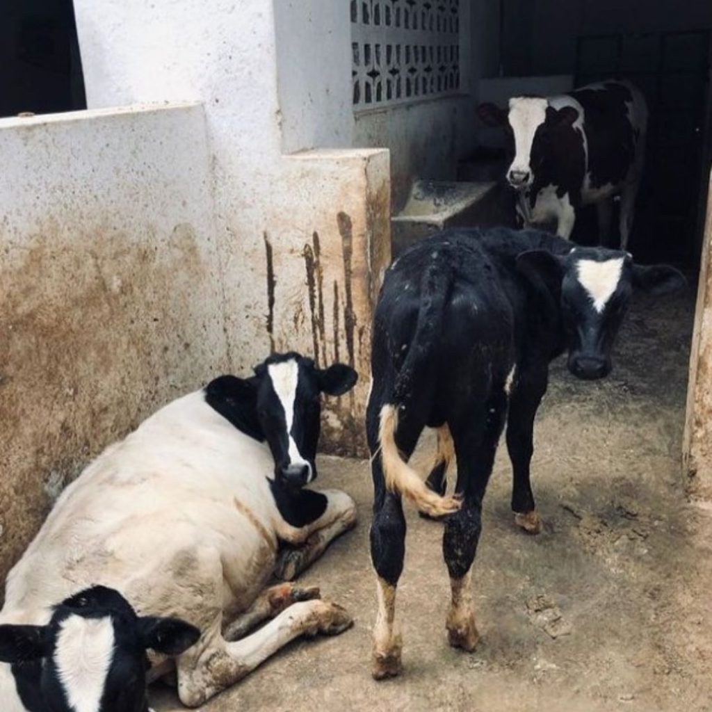 Donación vacas SOS Malawi